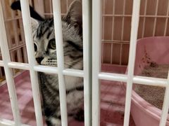 -藏猫猫咖啡主题馆(中央大道店)