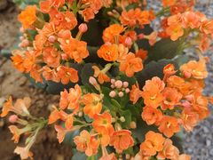 -凌源市热水汤百花谷