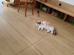 -是阿柴呀！柴犬咖啡·爱喵喵猫咖