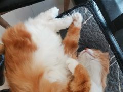 -平行世界·猫咖(首经贸店)
