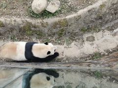-都江堰中华大熊猫苑