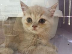 -喵的天空名猫咖啡馆·撸猫·猫舍·用品