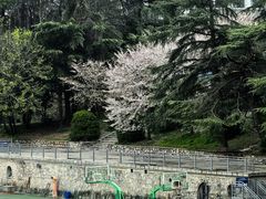 -武汉大学-樱园