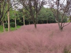 -昆山城市生态森林公园