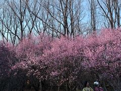 -洛阳市隋唐城遗址植物园