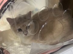 -萌兽医馆·绝育·24小时内科·宠物医院(德胜店)