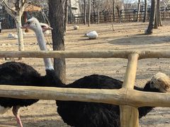 -大连森林动物园