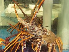 -神洲四海大酒楼(王府井澳门中心店)