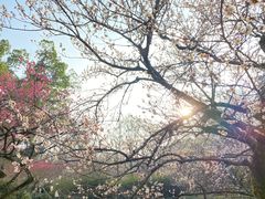 -杭州植物园