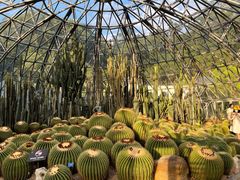 -深圳仙湖植物园