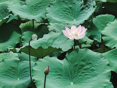 -荔湾湖公园