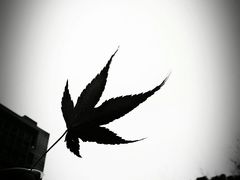 -麦当劳(塔园路店)