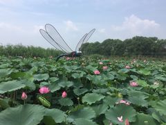 -白洋淀景区
