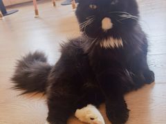 -猫腻·猫咖·撸猫馆(星光大道店)