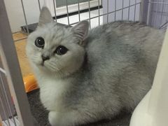 -伟伟宠物医院·瑞派猫友好医院·猫科(光谷店)