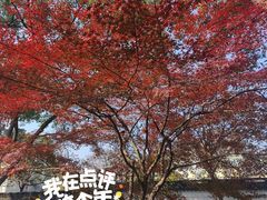 -秋霞圃