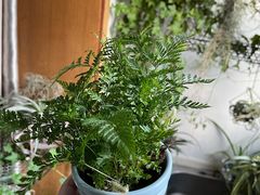 -双季花艺园艺市场(浦东店)