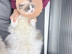 -伟伟宠物医院·CT影像中心·瑞派犬猫综合性门诊(汉口总院)