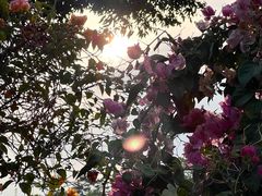 -东莞植物园