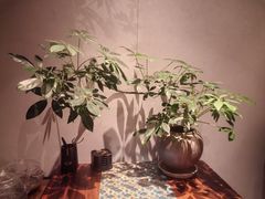 -真地道京味府·鲜橙烤鸭·北京菜(朝外大街东大桥店)