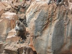 -昆明动物园
