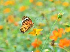 -洋湖国家湿地公园