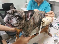 -西安京西宠物医院·瘫痪·疑难杂症