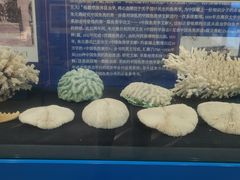 -上海海洋大学鱼文化博物馆(军工路校区)