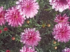 -悦见花开·花园里的火锅·露营·下午茶