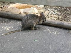 -费瑟代尔野生动物园