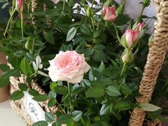 -金陵花卉交易市场