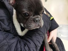 -爱侣宠医·鹦鹉专科·小型哺乳类·异宠专科(灵石路店)