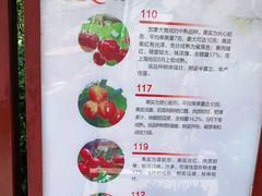 -上海菊园樱桃研究所