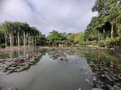 -中国科学院西双版纳热带植物园