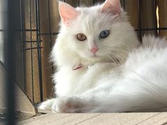 -联合动物医院(光谷诊疗中心)