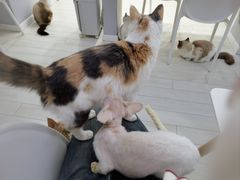 -喵的天空名猫咖啡馆·撸猫·猫舍·用品