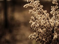 -三圣花乡旅游区