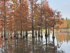 -白鹭湾湿地公园