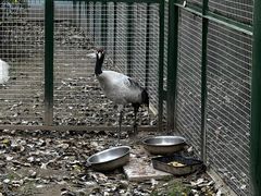 -青藏高原野生动物园