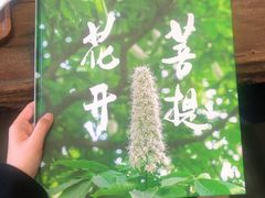 -菩提树下茶咖鼓捣