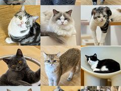 -有喵·猫咖·狗咖·30几只猫10只小狗(岗厦店)