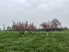 -汉长安城未央宫国家考古遗址公园