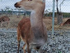 -鹿境梅花鹿生态园区