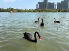 -五缘湾湿地公园