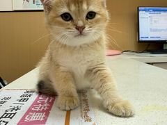 -瑞派康怡24h宠物医院·犬猫医疗中心·微创绝育(瑞景分院)