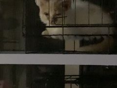 -喵百万·布偶·蓝金金渐层英短·猫舍(百子湾店)