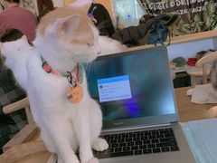 -平行世界·猫咖(首经贸店)
