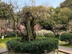 -超山青莲寺