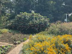 -广西壮族自治区药用植物园