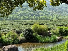 -中国茶叶博物馆(双峰馆区)